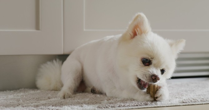 Pomeranac