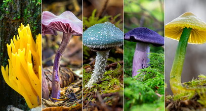 Te osobliwe, kolorowe grzyby w polskich lasach. Które są jadalne, a które trujące?