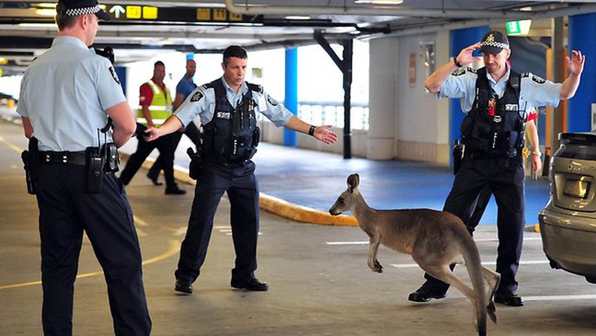 Każdy turysta przybywający na antypody marzy o zobaczeniu kangura - maskotki Australii, ale chyba żaden nie spodziewa się spotkać go już na lotnisku. A jednak, pasażerowie na lotnisku w Melbourn mieli w ostatnich dniach okazję na tak niezwykłe spotkanie.