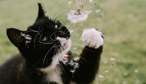 Seeds and other plant materials can get trapped in your cat's nose and cause sneezing.Catherine Falls Commercial/Getty Images