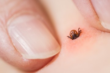 A kullancs a bőrben rögzíti magát, fúrószerű szájszervével, apró fejével stabilan kapaszkodik a bőrfelszínbe.