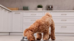 gdzie wyrzucać puszkę po karmie dla psa lub kota? wiele osób popełnia