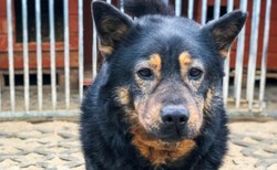 Szafran czeka, by zabrać go ze schroniska. "Ma oczy pełne strachu"