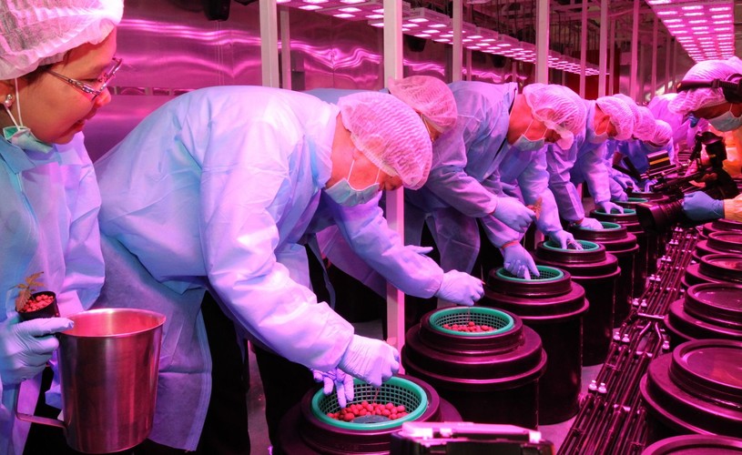 TAK UPRAWIA SIĘ MEDYCZNĄ MARIHUANĘ