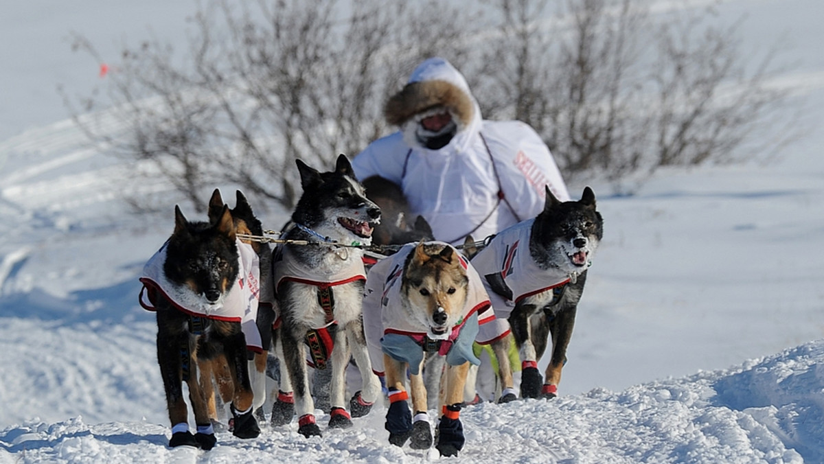 Rodowity mieszkaniec Alaski John Baker wygrał Iditarod Trail Sled Dog Race, rozgrywany od 1973 roku jeden z najbardziej prestiżowych i najtrudniejszych wyścigów psich zaprzęgów. Ustanowił przy tym rekord trasy.