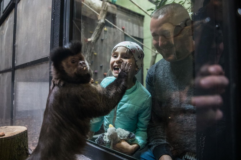 Małpiarnia w poznańskim zoo otwarta