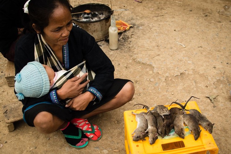 Myszoskoczek jako element diety Laotańczyków; fot. T. Bogusz / Pirania na kolację