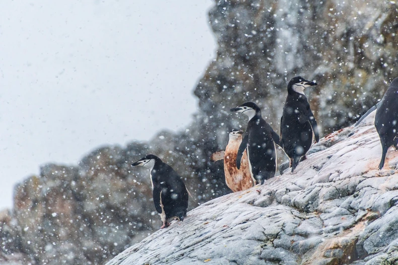 Pingvini na Antarktiku, ilustracija