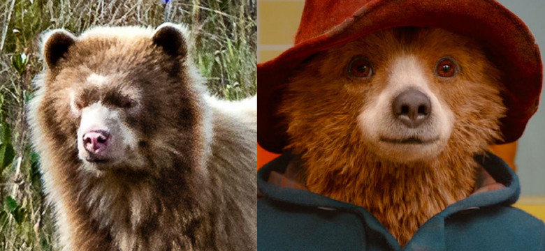 Odkryto złotego niedźwiedzia okularowego - "krewnego" misia Paddingtona