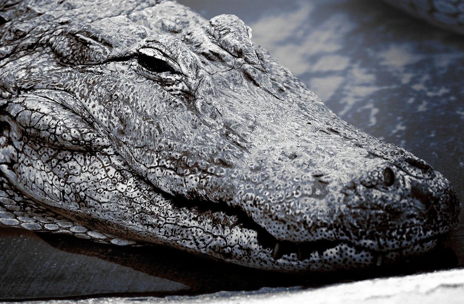 Devojčica je mogla da odraste i sa ovom zveri