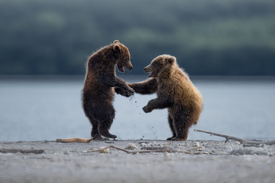 Thomas Vijayan, "Teddy Buddies"