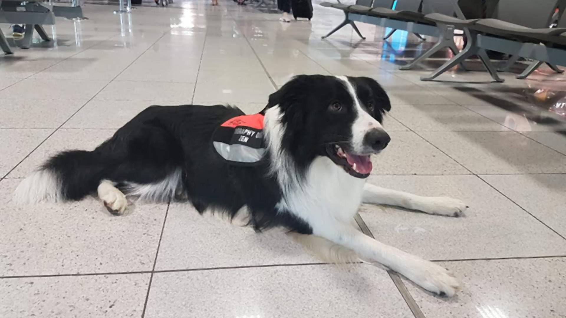 Pies na etacie na krakowskim lotnisku - ma pomóc pasażerom zmniejszyć strach przed lataniem