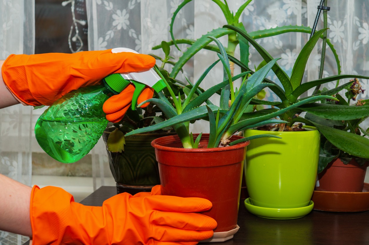 Aloe neznáša premokrenie – polievajte ho až vtedy, keď je pôda suchá.