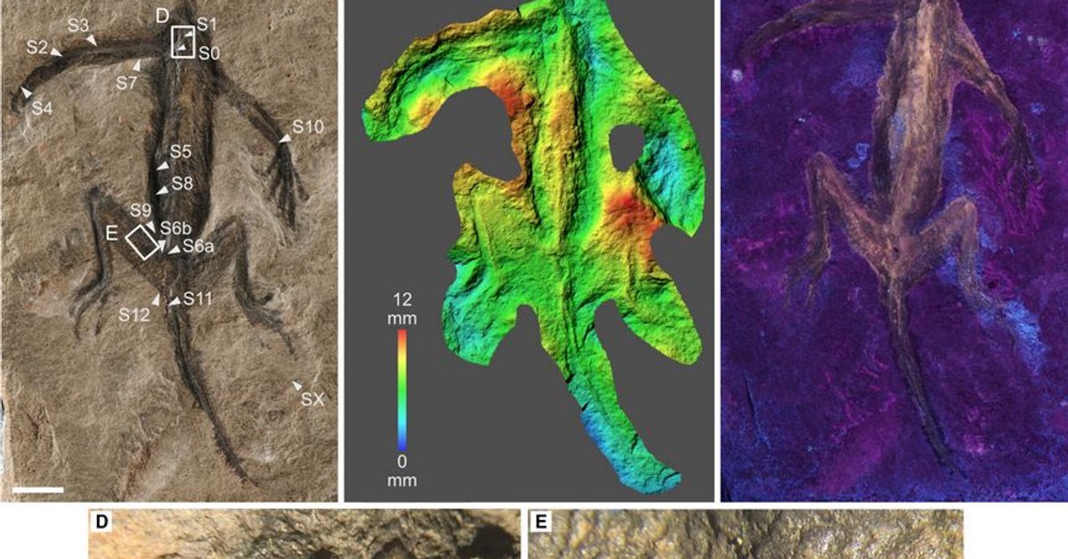 An important fossil turns out to be a fake