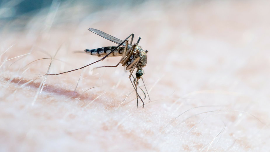 Zmiany klimatu sprzyjają roznoszeniu przez komary malarii