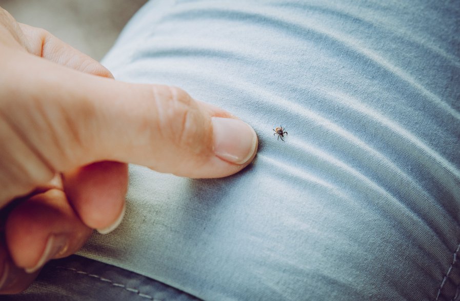 Jakie preparaty ochronią nas przed kleszczami?, fot. Getty Images / Helin Loik-Tomson