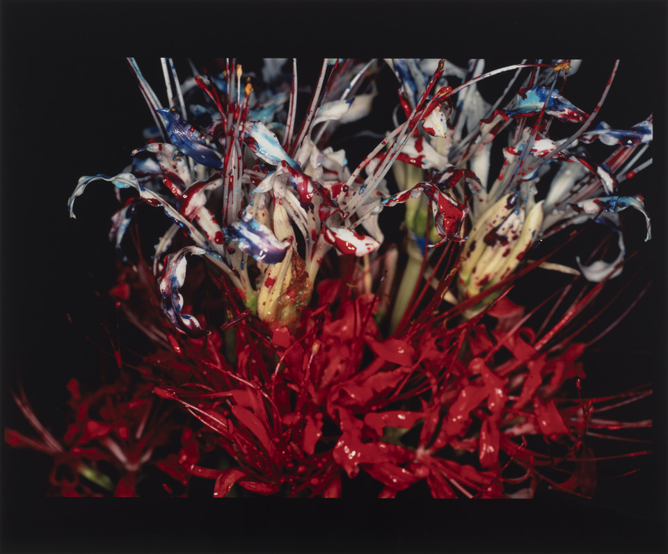 Nobuyoshi Araki - z serii "Painting Flowers"