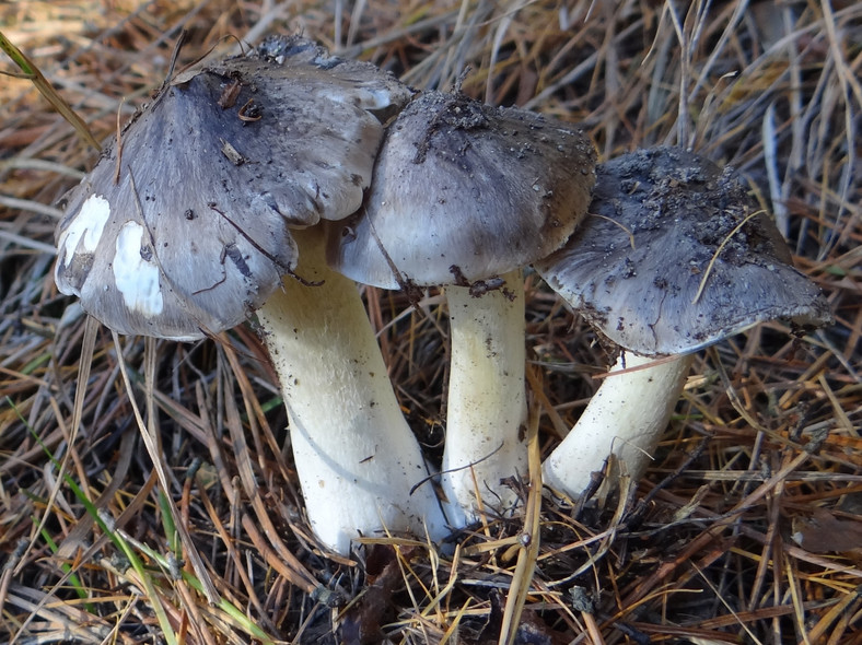Gąska niekształtna to jeden z nielicznych jadalnych gatunków grzybów, których z powodzeniem można szukać i schyłku jesieni i zimą
