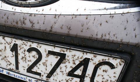 Jak bezpiecznie dla lakieru zmyć owady z auta?
