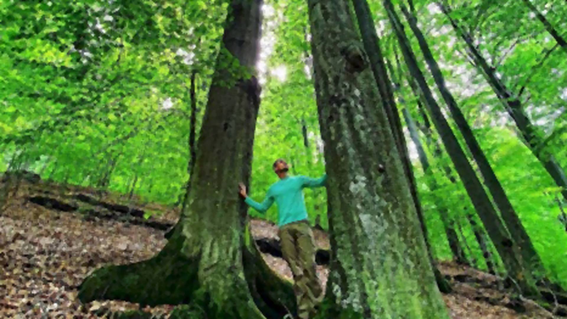 Srbija ima čak 11 prašuma, a najznačajnija se nalazi u Istočnoj Srbiji: Vinatovača