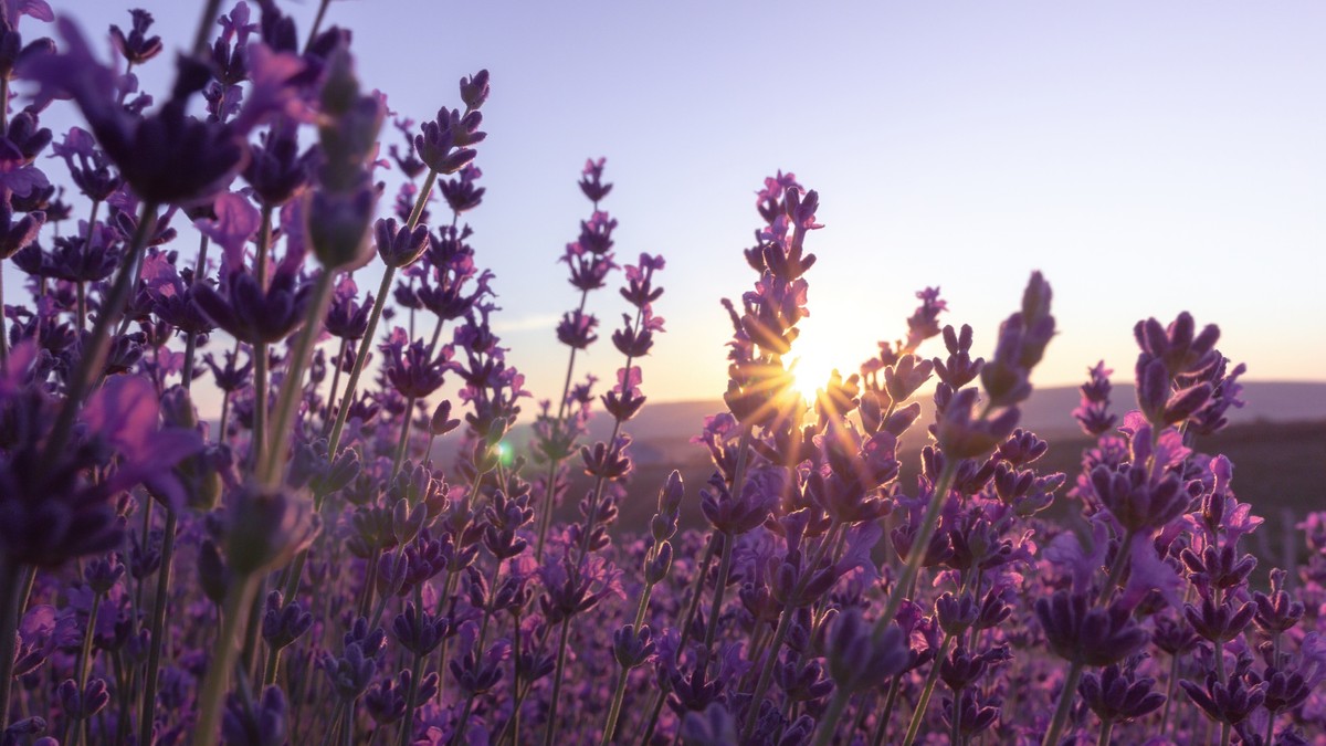 Ako i vaš vrt krasi lavanda, kraljica Mediterana, vreme je za važan posao koji ne sme da čeka hladne dane
