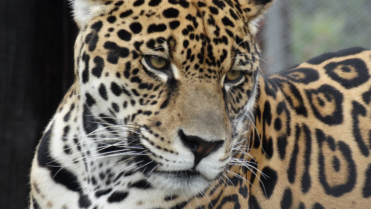 Odwiedzająca zoo w Arizonie kobieta wpadła na pomysł zrobienia sobie selfie z jaguarem. W tym celu wdarła się na wybieg. Drapieżny kot ją zaatakował.