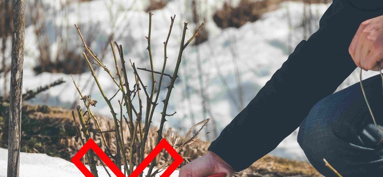 Nożyce precz od tych roślin! Tych gatunków nie wolno przycinać na wiosnę