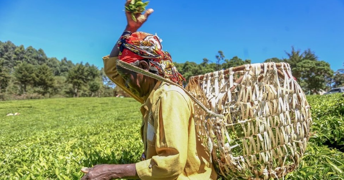 Nyeri tea farmers to earn Sh600 million in bonuses from Kenya Tea Development Agency - Vimarsana News