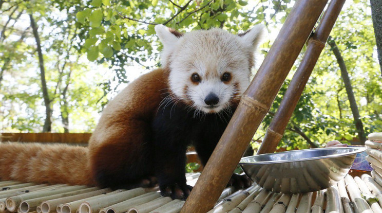 Vörös pandák kerültek a pécsi állatkertbe / Fotó: Pécsi Állatkert