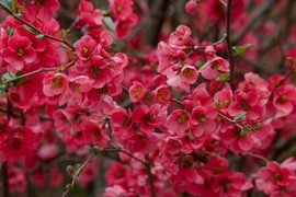 Ovu biljku je gotovo nemoguće ubiti, a nagradiće vas VELIČANSTVENIM CVETOVIMA