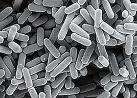 lactobacillus-d000011ACfc9dcbd60e10