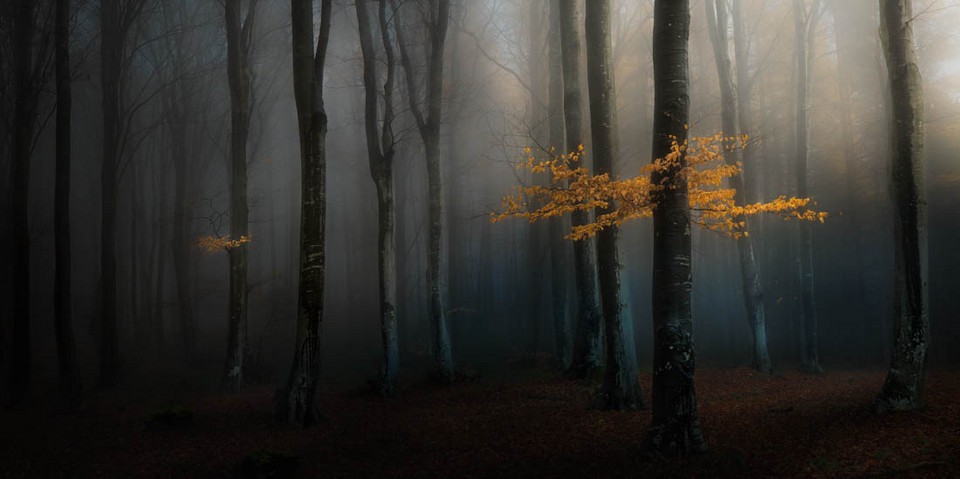 Fotograf Roku - "Tajemniczy Las, Bułgaria", Veselin Atanasov (Bułgaria)