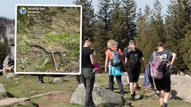 Tatrzański Park Narodowy pokazał jadowitego węża. Apel do turystów