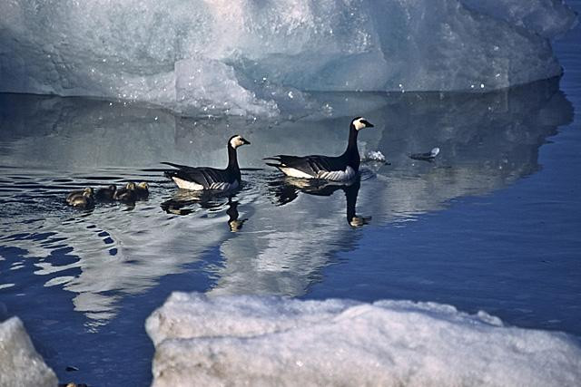 Galeria Wystawa polarnej fotografii przyrodniczej "Ptaki Spitsbergenu", obrazek 42