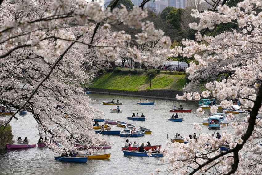 Cvat trešanja u Tokiju