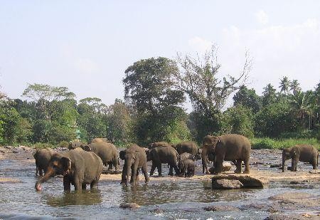 NI¦KA - SRI LANKA - CODZIENNO¦Ć