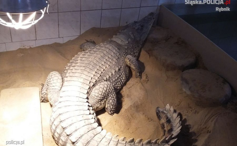 Krokodyl z nielegalnej hodowli
