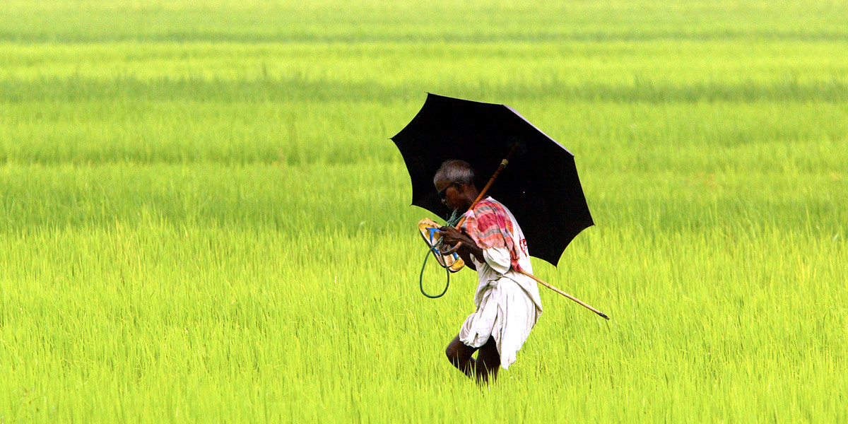 An Indian agricultural worker walks in a paddy field in Naxalbari, West Bengal.