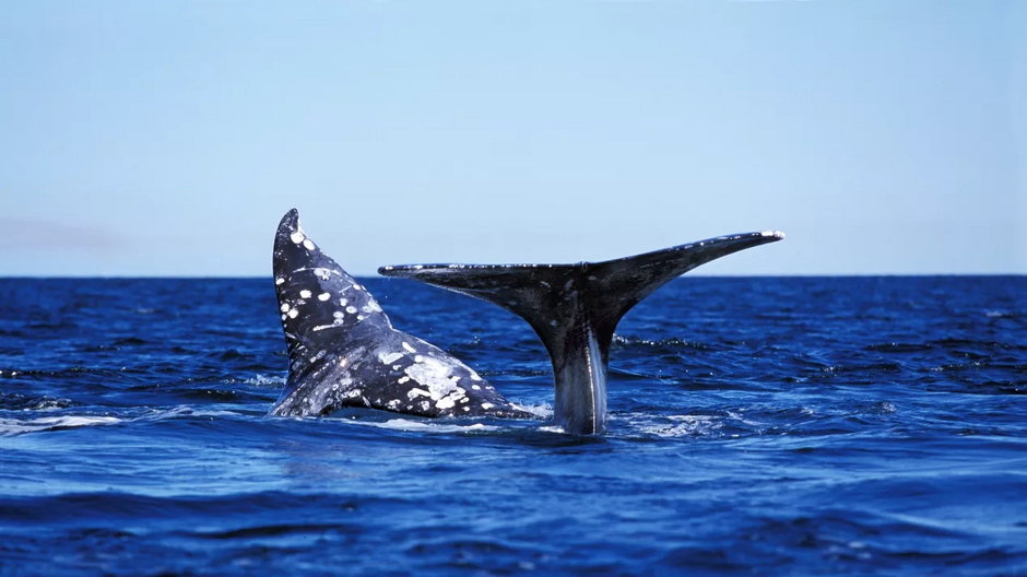 Masowa rzeź wielorybów miała miejsce w Europie już wiele stuleciu temu. Zniknęły dwa gatunki / Fot. slowmotiongli/Shutterstock