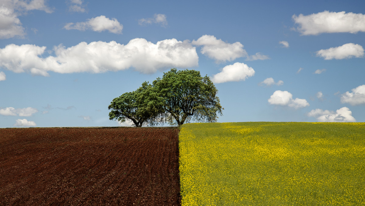 Alentejo (Portugalia) - zamki, kuchnia, marmur i produkcja korka