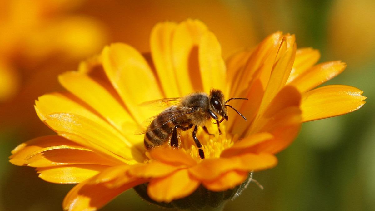 "Puls Biznesu": Zwiększona śmiertelności pszczół zagraża produkcji żywności i stabilności w środowiska w Unii Europejskiej. Bruksela przyjęła raport wzywający władze UE i rządy do zwiększenia wysiłków i nakładów na rzecz ochrony pszczół.