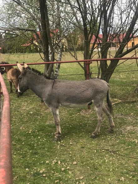 Osiołek Takunio, gwiazda "IO"