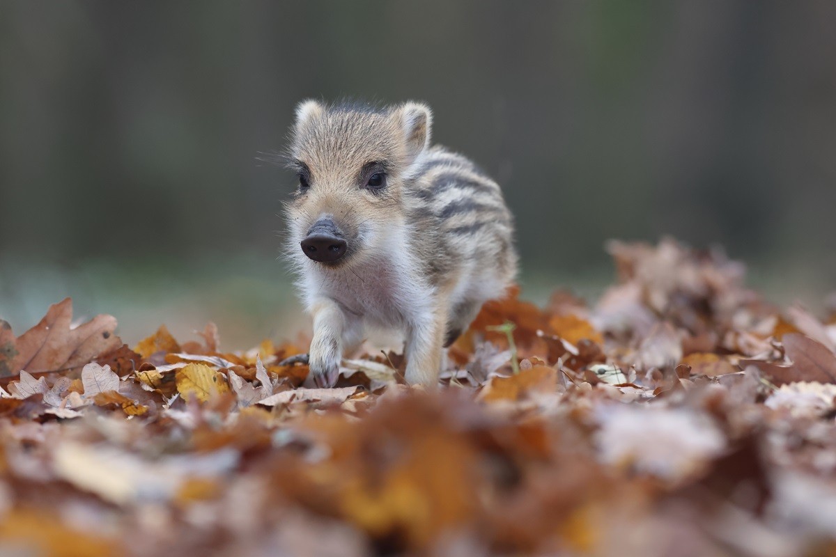 młody dzik lasy państwowe apel dzikie zwierzęta