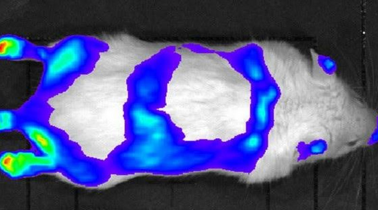 Azt is tudják vizsgálni, milyen a hormonok szintje az egyes szervekben /Fotó: MTA