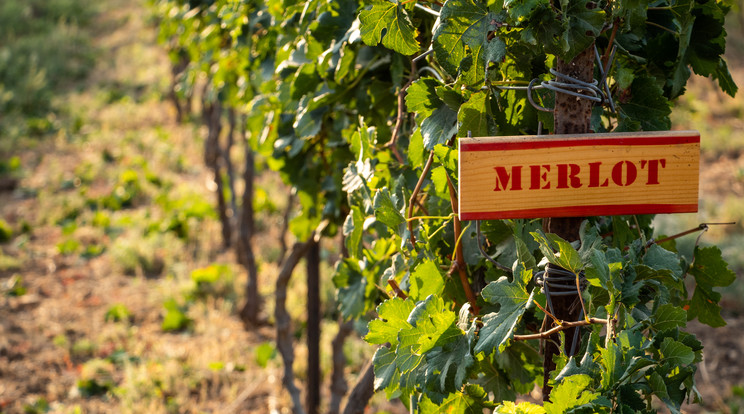 A merlot kedvelt szőlőfajta Fotó: Shutterstock 