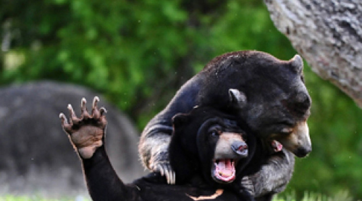 Medvék verekedtek össze az állatkertben