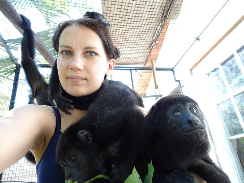 Osierocone wyjce: Piper (ta na głowie), Tuli i Franklin, ośrodek Wildtracks w Belize