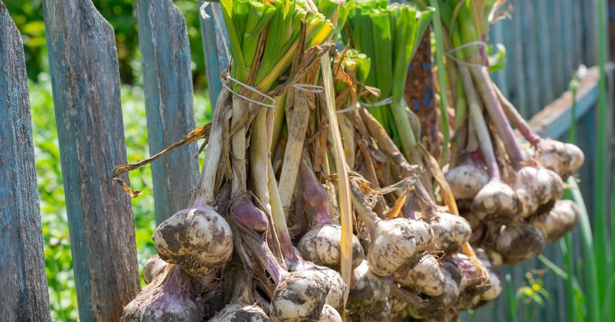 Połowa listopada to najlepszy czas na posadzenie czosnku ozimego. Jak to zrobić prawidłowo: głębokość i odstępy