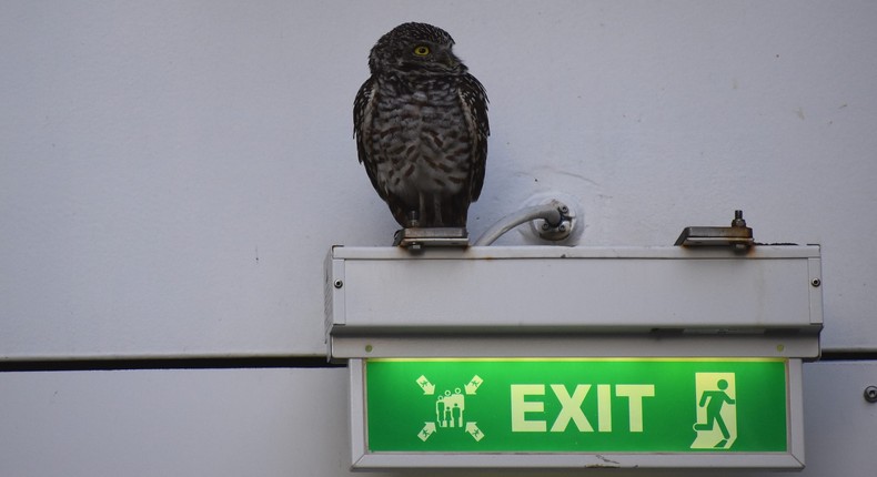 An adventurous owl took a 2-week Caribbean vacation after stowing away ...