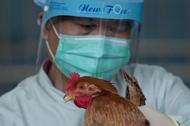 ptasia grypa wirus kurczak